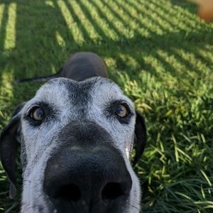 Meet your Posher, Syrina